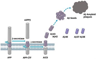 Gamma-secretase modulators: a promising route for the treatment of Alzheimer's disease